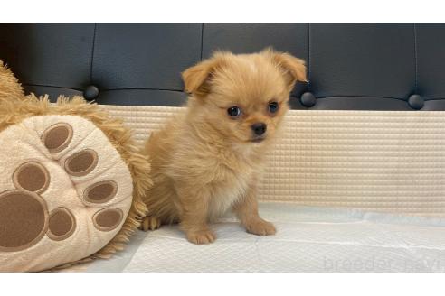 販売中の兵庫県のポメチワ:ポメラニアン×チワワ-391726の7枚目
